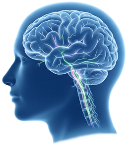 die-haltung-wird-im-gehirn-kontrolliert Haltung wird im Gehirn kontrolliert